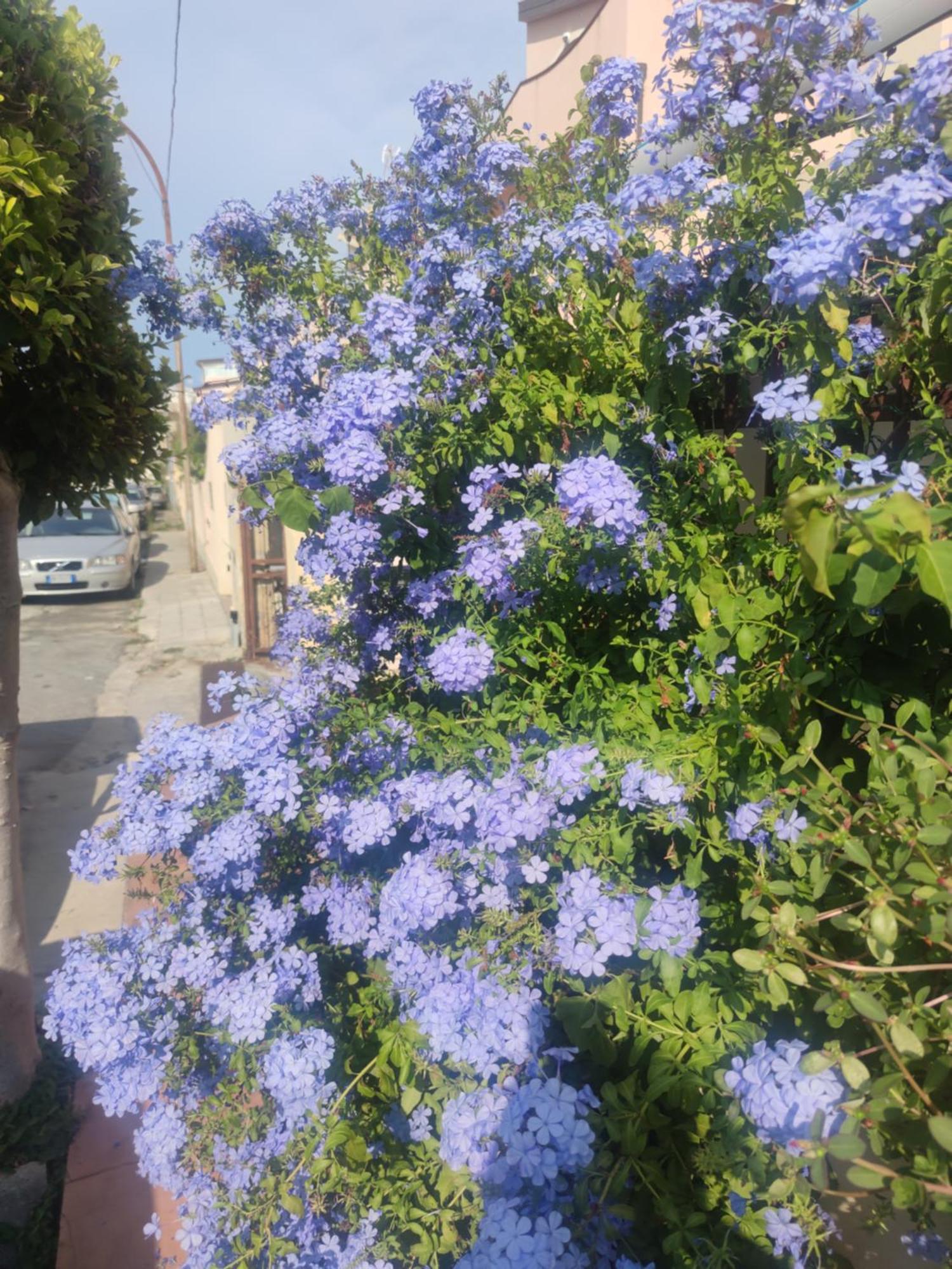 My Little House - Appartamento Con Patio E Parcheggio Privato A 5 Minuti Dalla Spiaggia E Dal Centro Tropea Bagian luar foto