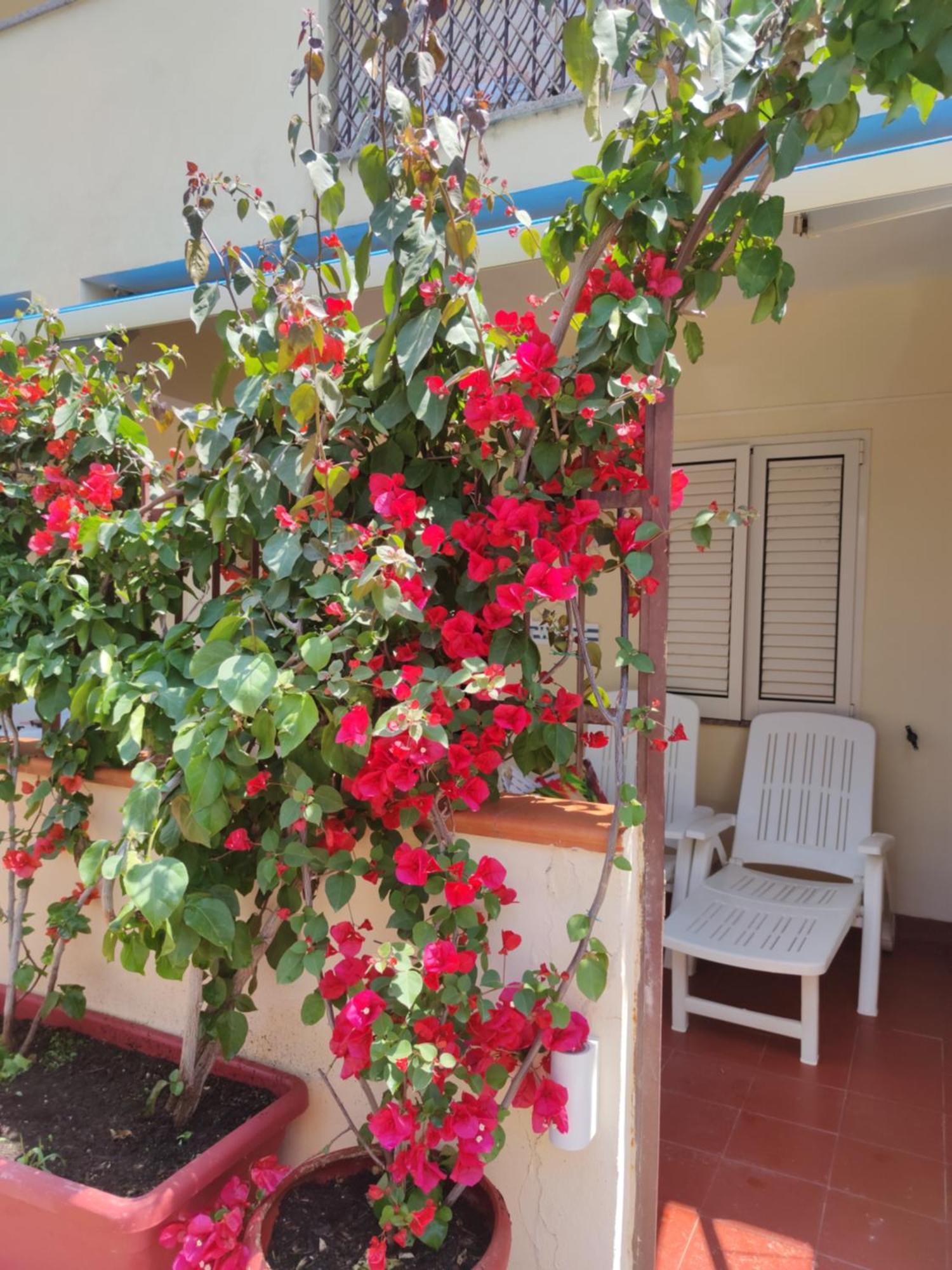 My Little House - Appartamento Con Patio E Parcheggio Privato A 5 Minuti Dalla Spiaggia E Dal Centro Tropea Bagian luar foto